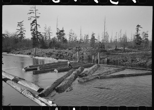 Lumberjack forming log raft in slough at Tillamook, Oregon