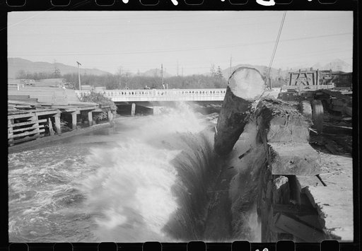 Logs roll into the pond, Tillamook, Oregon