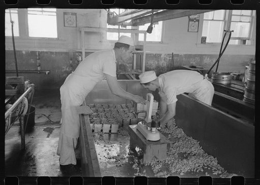 Packing cheese into molds, Tillamook, Oregon