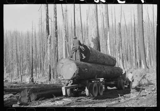 Loading logs onto truck, Tillamook County, Oregon