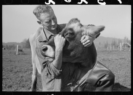 FSA (Farm Security Administration) rehabilitation borrower who is a dairy farmer with one of his cows. Tillamook County, Oregon