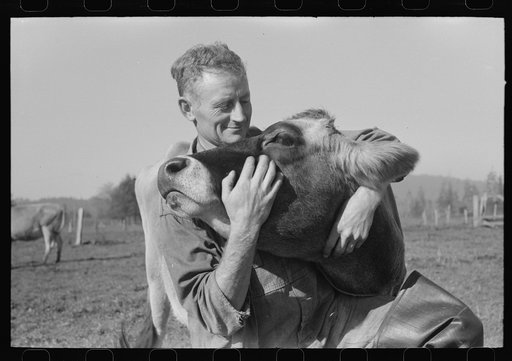 FSA (Farm Security Administration) rehabilitation borrower who is a dairy farmer with one of his cows, Tillamook County, Oregon