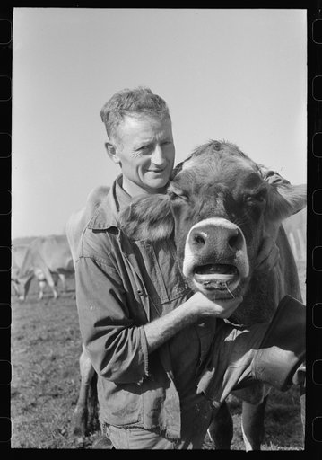 FSA (Farm Security Administration) rehabilitation borrower who is a dairy farmer with one of his cows, Tillamook County, Oregon