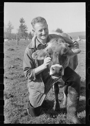 FSA (Farm Security Administration) rehabilitation borrower who is a dairy farmer with one of his cows, Tillamook County, Oregon