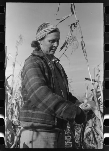 Farmer (widow) husking corn. She lives on Black Canyon Project and has a FSA (Farm Security Administration) loan. Canyon County, Idaho