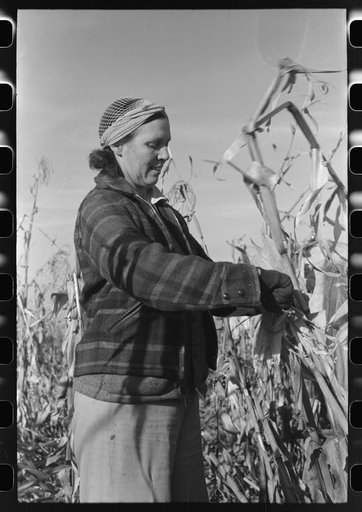 Untitled photo, possibly related to: Farmer (widow) husking corn. She lives on Black Canyon Project and has a FSA (Farm Security Administration) loan. Canyon County, Idaho
