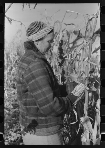 Farmer (widow) husking corn. She lives on Black Canyon Project and has a FSA (Farm Security Administration) loan. Canyon County, Idaho