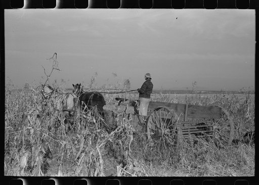 Farmer (widow) husking corn. She lives on Black Canyon Project and has a FSA (Farm Security Administration) loan. Canyon County, Idaho
