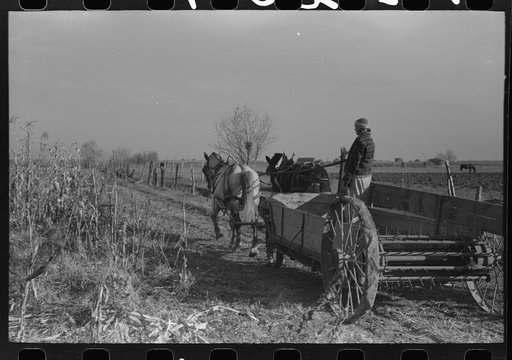 Untitled photo, possibly related to: Farmer (widow) husking corn. She lives on Black Canyon Project and has a FSA (Farm Security Administration) loan. Canyon County, Idaho
