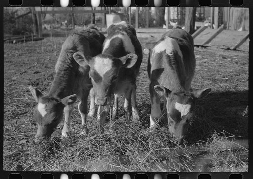 Calves, Canyon County, Idaho