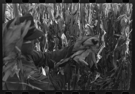 Untitled photo, possibly related to: Farmer (widow) husking corn. She lives on Black Canyon Project and has a FSA (Farm Security Administration) loan. Canyon County, Idaho