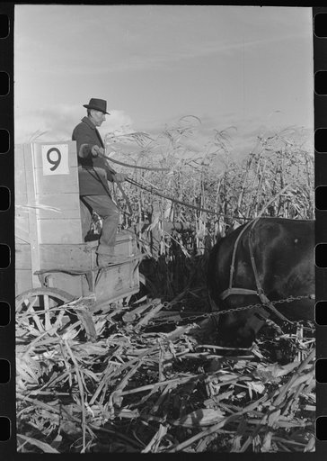 Untitled photo, possibly related to: Farmer driving wagon used at cornhusking contest, Ontario, Oregon