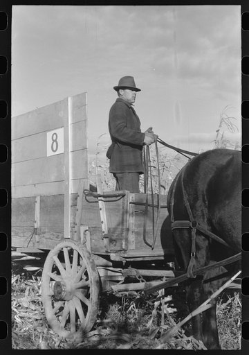 Untitled photo, possibly related to: Farmer driving wagon used at cornhusking contest, Ontario, Oregon