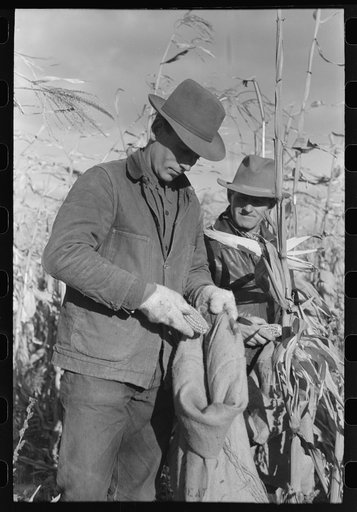 The gleaners at cornhusking contest, Ontario, Oregon