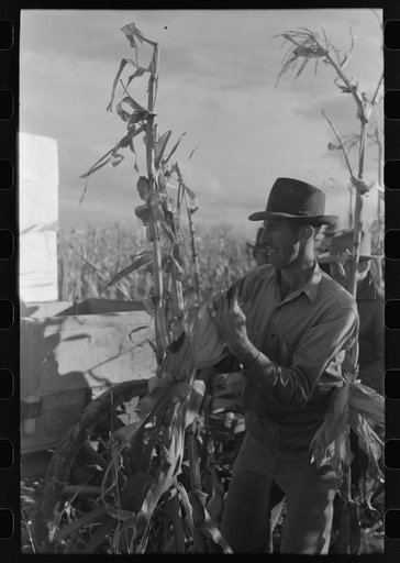 Untitled photo, possibly related to: Contestant at cornhusking contest, Ontario, Oregon