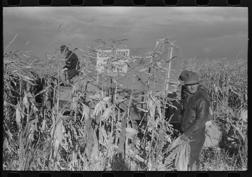 Cornhusking contest, Ontario, Oregon