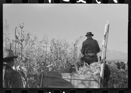 Wagon of corn at cornhusking contest, Ontario, Oregon