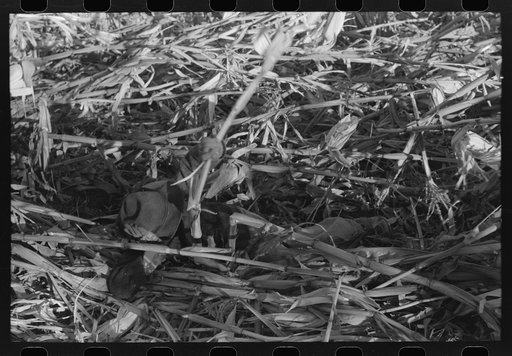 Untitled photo, possibly related to: Cornhusking contest, Ontario, Oregon