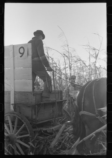 Contestant and wagon driver at cornhusking contest, Ontario, Oregon