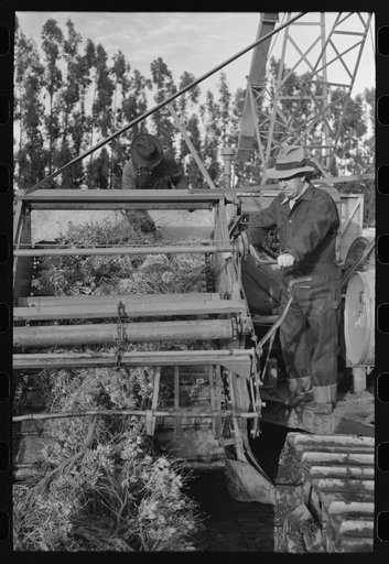 Untitled photo, possibly related to: Machine which transports the harvested guayule to chopping apparatus, Salinas, California