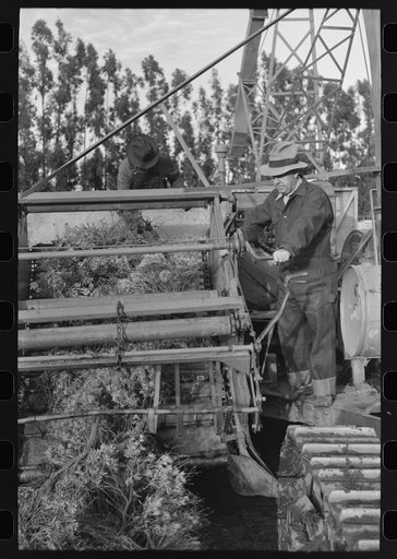 Machine which transports the harvested guayule to chopping apparatus, Salinas, California