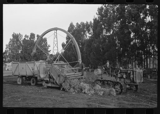 Harvesting machine for guayule, Salinas, California