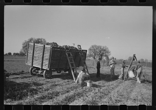 Weighing in cotton, Tulare County, California