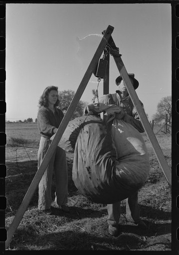 Untitled photo, possibly related to: Weighing in cotton, Tulare County, California