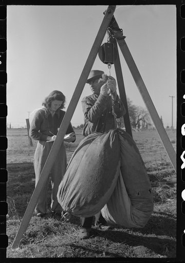 Weighing in cotton, Tulare County, California
