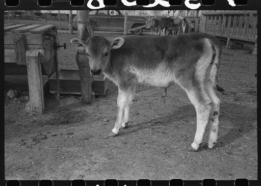 Calf at the FSA (Farm Security Administration) Casa Grande Farms, Coolidge, Arizona