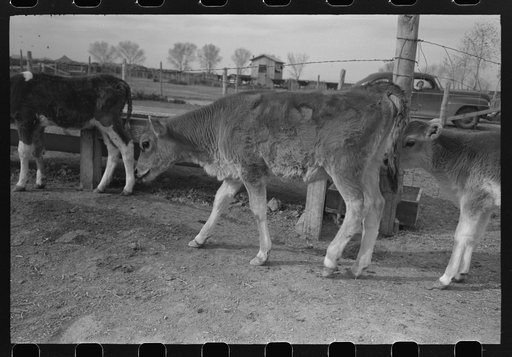 Untitled photo, possibly related to: Calf at the FSA (Farm Security Administration) Casa Grande Farms, Coolidge, Arizona