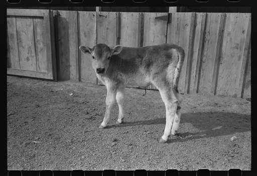 Calf at the FSA (Farm Security Administration) Casa Grande Farms, Coolidge, Arizona