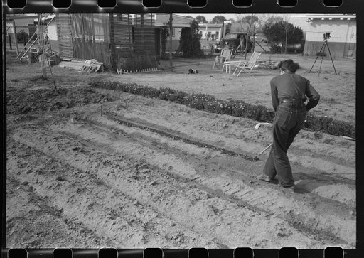 Untitled photo, possibly related to: Garden at one of the houses on the FSA (Farm Security Administration) Camelback Farms, Phoenix, Arizona