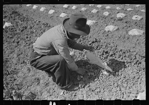 Untitled photo, possibly related to: Workmen put paper caps over young melon plants in order to protect the plants from sun and wind. Imperial County, California