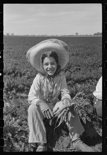 Untitled photo, possibly related to: Agricultural worker in the carrot field, Yuma County, Arizona