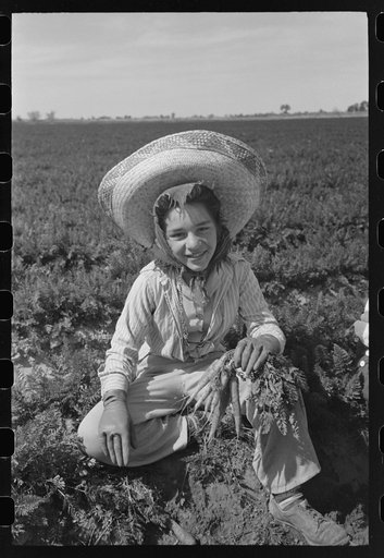 Agricultural worker in the carrot field, Yuma County, Arizona