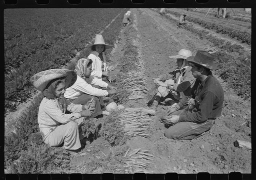Agricultural workers bunching carrots, Yuma County, Arizona