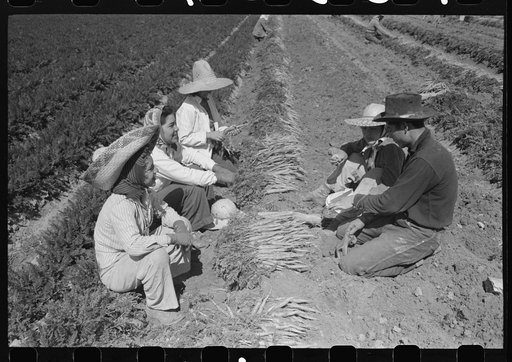 Untitled photo, possibly related to: Agricultural workers bunching carrots, Yuma County, Arizona
