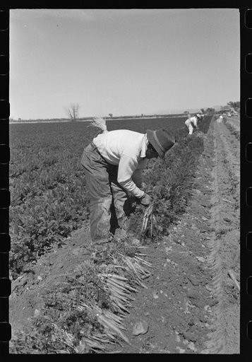 Untitled photo, possibly related to: Agricultural workers bunching carrots, Yuma County, Arizona