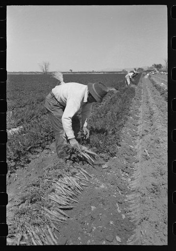 Agricultural workers bunching carrots, Yuma County, Arizona