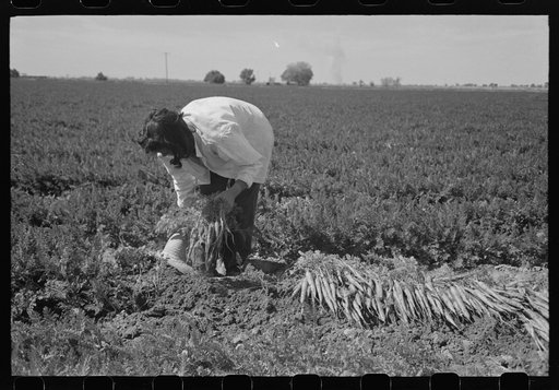 Agricultural worker bunching carrots, Yuma County, Arizona