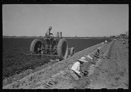 Bunching carrots. Large machine is digging the carrots. Yuma County, Arizona