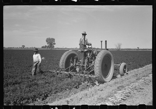 Digging carrots, Yuma County, Arizona