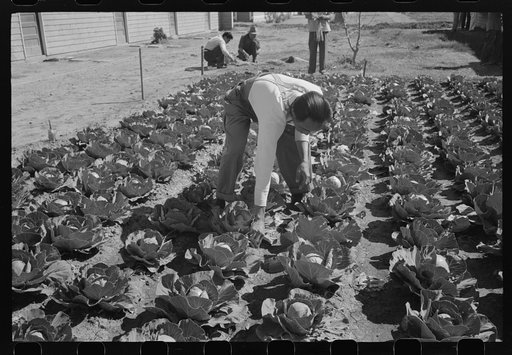 Agricultural worker in cabbage field, Yuma County, Arizona