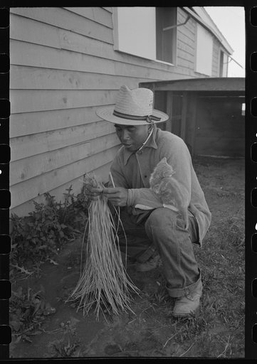 Agricultural worker with raffia which is used in bunching carrots, Yuma County, Arizona
