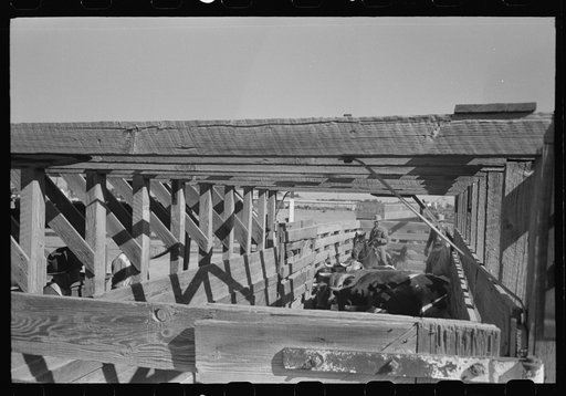 Brawley, California (vicinity). Cattle corral. Many cattle are fed for marketing