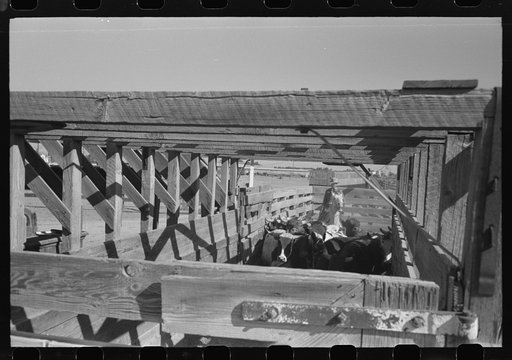 Untitled photo, possibly related to: Brawley, California (vicinity). Cattle corral. Many cattle are fed for marketing