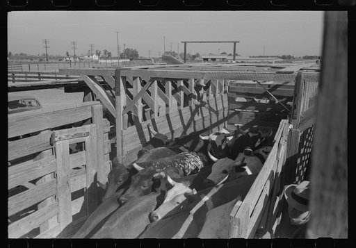 Brawley, California. Cattle corral. Many cattle are fed for market