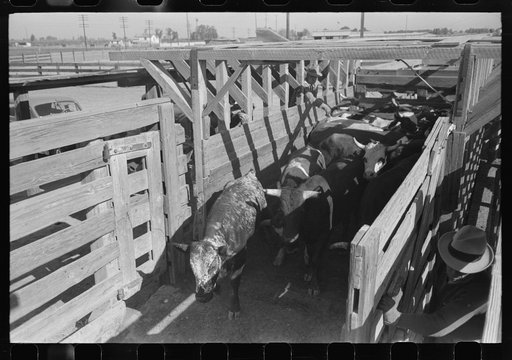 Untitled photo, possibly related to: Brawley, California. Cattle corral. Many cattle are fed for market