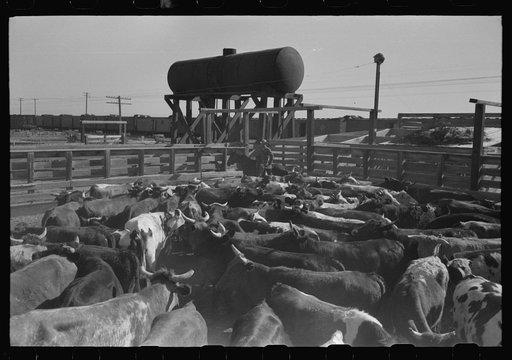 Untitled photo, possibly related to: Brawley, California. Cattle corral. Many cattle are fed for market
